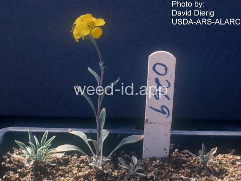 bladderpod, Gordon's